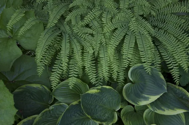 Adiantum aleuticum  (Aleutian Maidenhair)