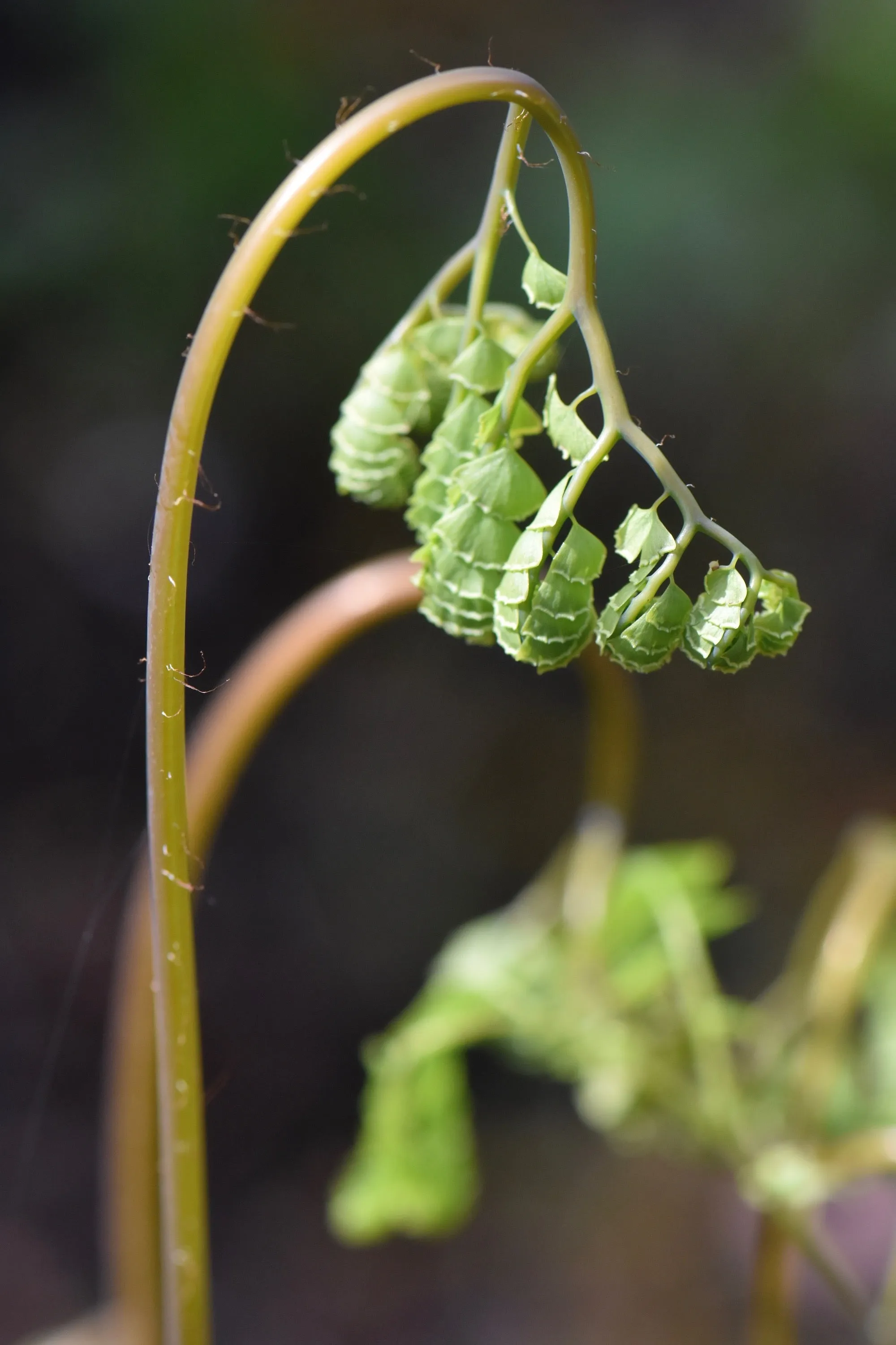 Adiantum aleuticum  (Aleutian Maidenhair)